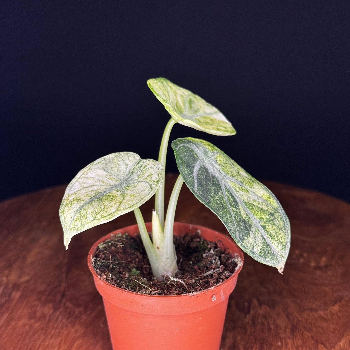 Alocasia Ninja Tricolor (Splash)