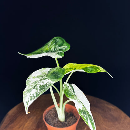 Alocasia Dragon Scale Albo