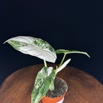 Alocasia Dragon Scale Albo