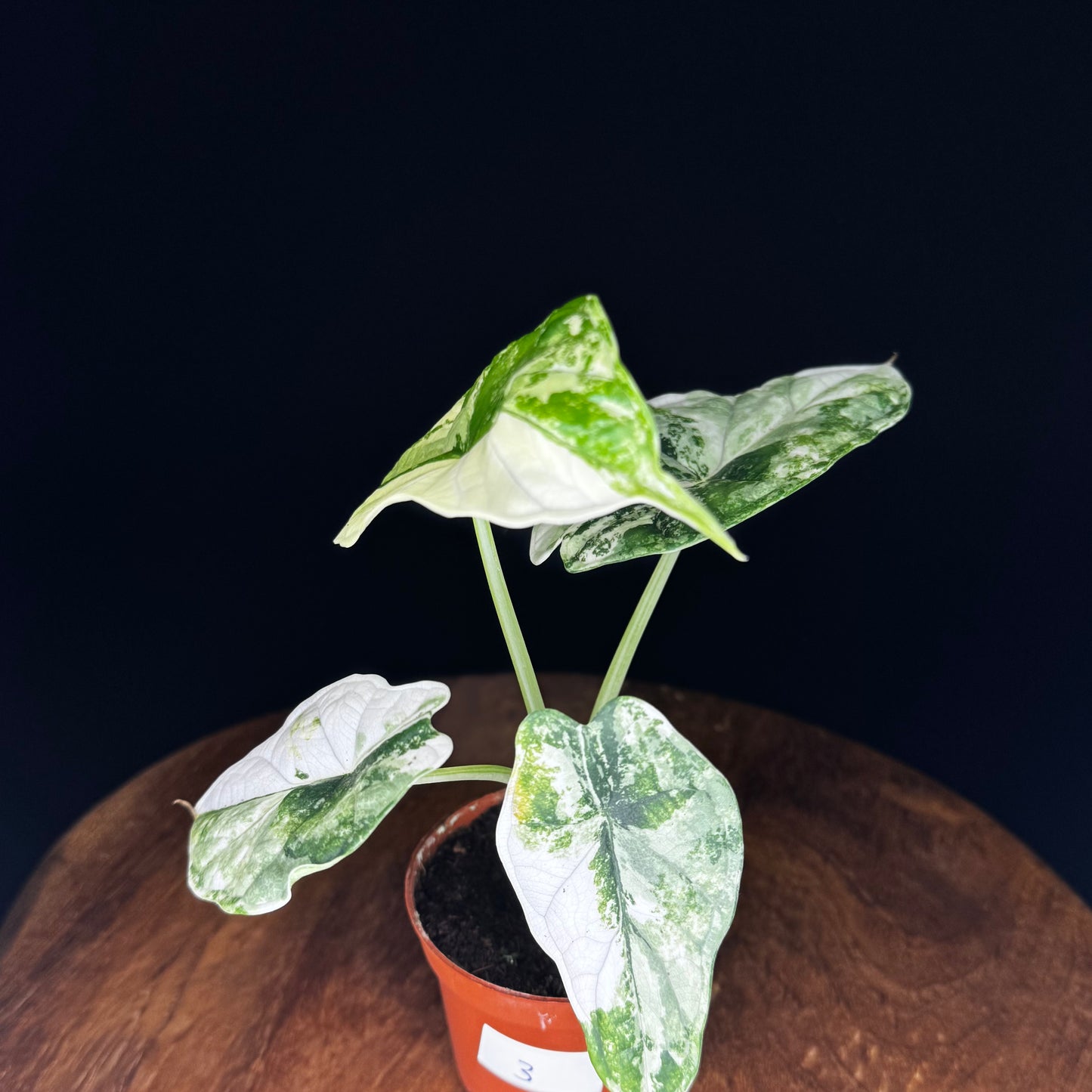 Alocasia Dragon Scale Albo