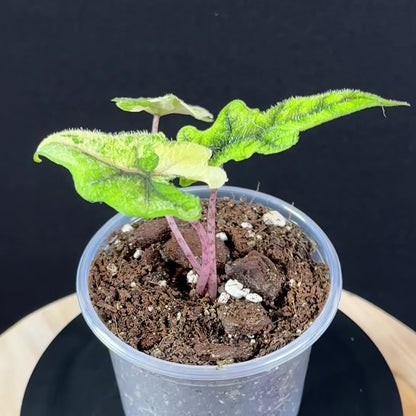 Alocasia Tandurusa (Jacklyn) Variegata