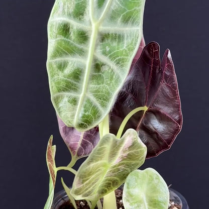 Alocasia Watsoniana Lightning Pink