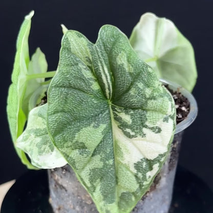 Alocasia Melo Albo