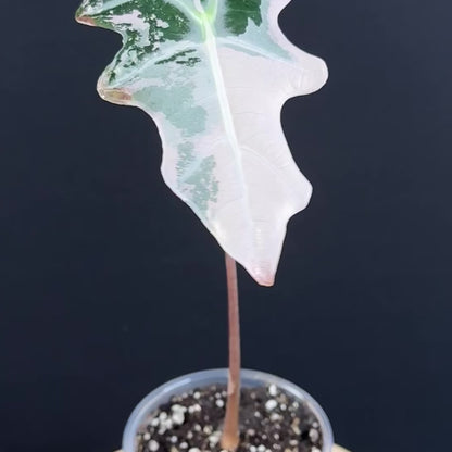 Alocasia Sanderiana ''Nobilis'' Pink