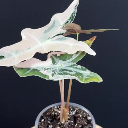 Alocasia Sanderiana ''Nobilis'' Pink