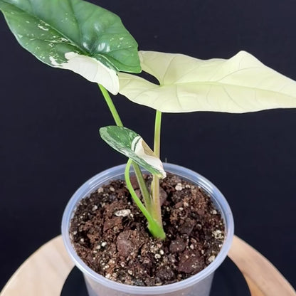 Alocasia Simpo Albo