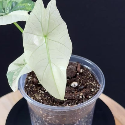 Alocasia Simpo Albo