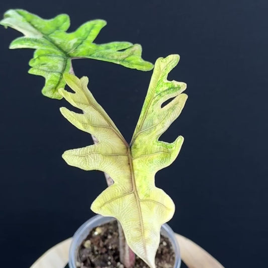 Alocasia Tandurusa (Jacklyn) Variegata