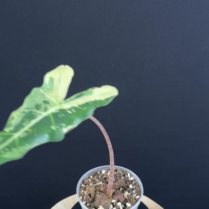 Alocasia Sarian Albo