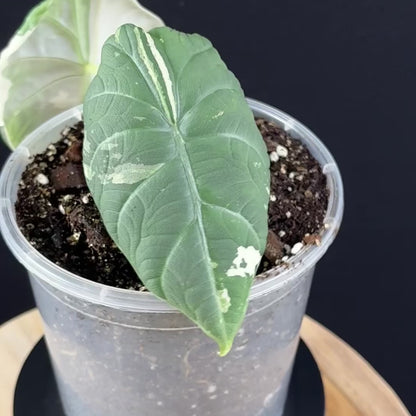 Alocasia Maharani Albo