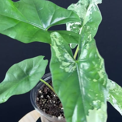 Alocasia Simpo Albo