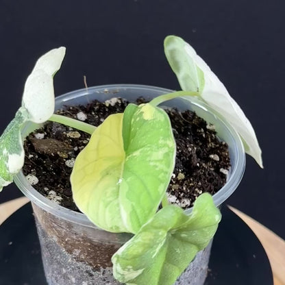 Alocasia Melo Albo