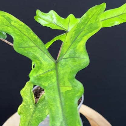 Alocasia Sabrina Aurea