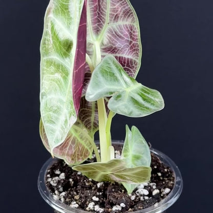 Alocasia Watsoniana Lightning Pink