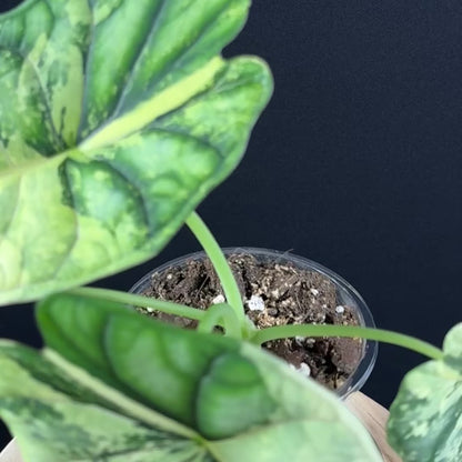 Alocasia Dragon Scale Albo