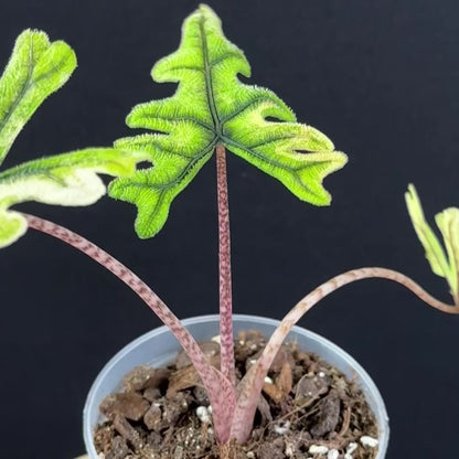 Alocasia Tandurusa (Jacklyn) Variegata