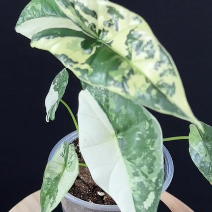 Alocasia Simpo Albo