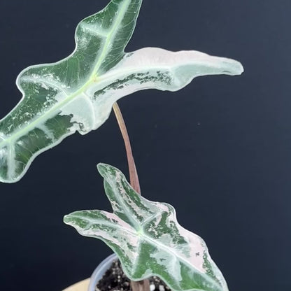 Alocasia Sanderiana ''Nobilis'' Pink