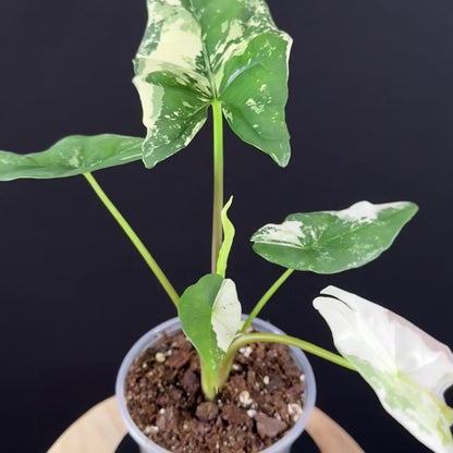 Alocasia Simpo Albo
