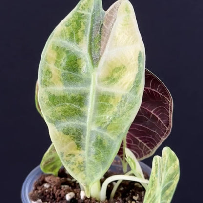 Alocasia Watsoniana Lightning Aurea