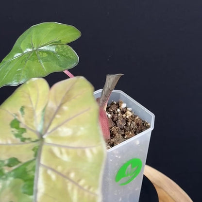 Alocasia Yucatan Princess Pink