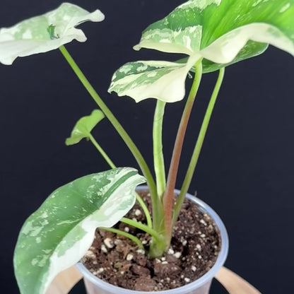 Alocasia Simpo Albo