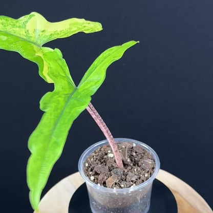 Alocasia Sabrina Aurea