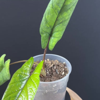 Alocasia Scalprum Aurea