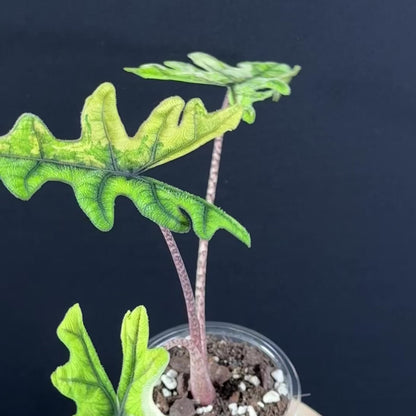 Alocasia Tandurusa (Jacklyn) Variegata